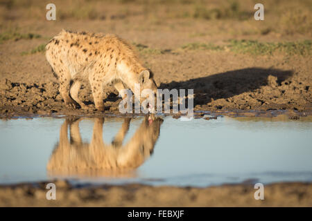 Afrikanische entdeckt zerbeissen trinken in der Serengeti-Nationalpark Tansania Stockfoto