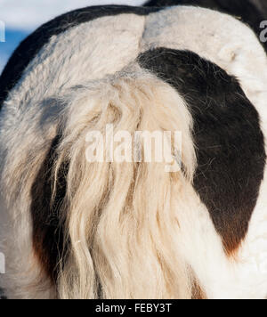 Gypsy Horse Stockfoto