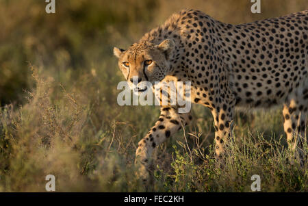Männlicher Erwachsener Afrikanischer Gepard Stalking früh am Morgen im Serengeti Nationalpark Tansania Stockfoto