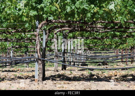 Weinberg in Sonoma Grafschaft, Nord-Kalifornien, USA Stockfoto