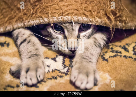 Ein Tabby Europäisch Kurzhaar Kätzchen stalking eine Spielzeug aufmerksam unter einer Decke, während einer Spielsitzung mit seinen Menschen. Stockfoto