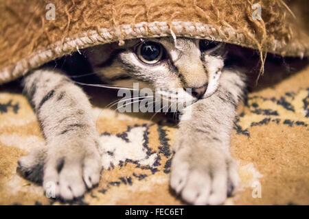 Ein Tabby Europäisch Kurzhaar Kätzchen stalking eine Spielzeug aufmerksam unter einer Decke, während einer Spielsitzung mit seinen Menschen. Stockfoto