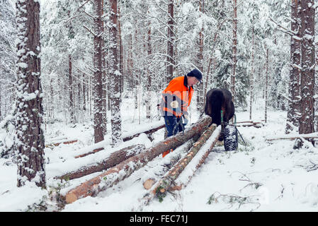 Pferd und Mensch arbeiten mit Forstwirtschaft, Schweden Stockfoto