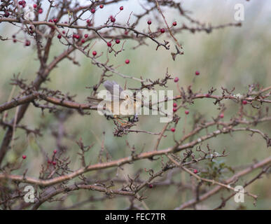 Raddes Grasmücke, Phylloscopus Schwarzi, Stockfoto