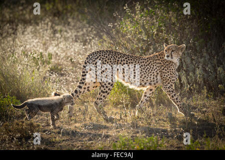 Baby-Geparde, die im frühen Morgenlicht hinter ihrer Mutter im Serengeti Nationalpark Tansania läuft Stockfoto