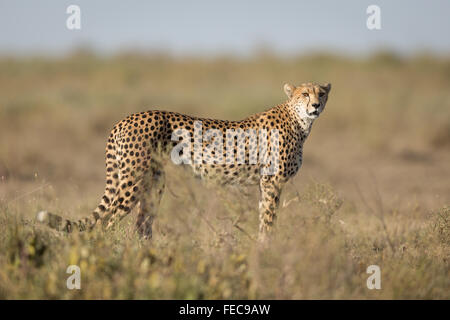 Afrikanischer Löwe trinkt aus einem kleinen Fluss im Morgenlicht im Serengeti Nationalpark in Tansania Stockfoto