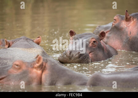 Erwachsenen Hippo-Herde im Wasser in Serengeti Tansania Stockfoto
