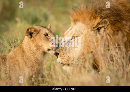 Erwachsenen männlichen afrikanischen Löwen und jungen Cub in der Serengeti-Nationalpark Tansania Stockfoto
