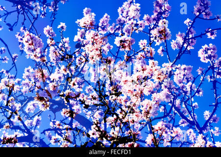 Doppelbelichtung Mandelbäume in voller Blüte, mit vielen schönen rosa und weißen Blüten Stockfoto