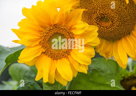 Nahaufnahme der gewöhnliche Sonnenblume (Helianthus Annuus) Stockfoto