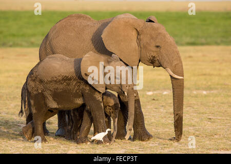 Drei afrikanische Elefanten im Amboseli-Nationalpark Kenia Stockfoto
