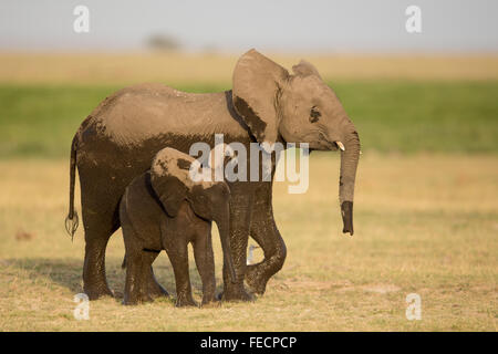 Zwei junge afrikanische Elefanten im Amboseli-Nationalpark Kenia Stockfoto