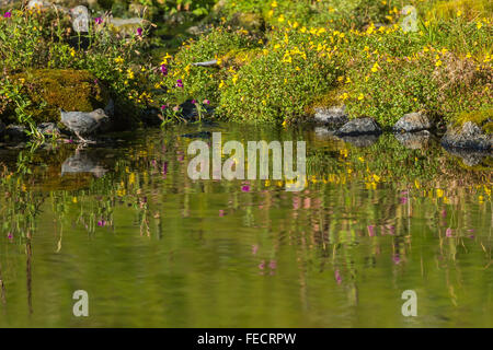 American Dipper, Cinclus Mexicanus, Fütterung am Rand des Sees Mazama in Mount Baker – Snoqualmie National Forest, Washington, USA Stockfoto