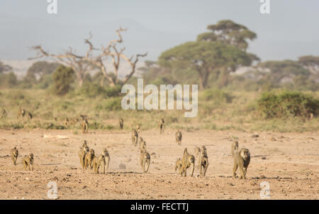 Truppe von Olive Paviane Position heraus um zu Futter für Lebensmittel im Amboseli Nationalpark in Kenia Stockfoto