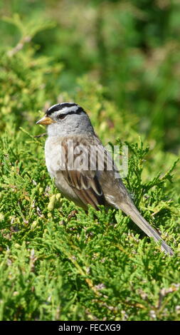 Weiß gekrönt Tree Sparrow, (Zonotrichia Leucophrys) Stockfoto