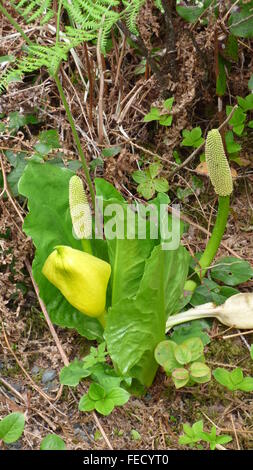 Skunk Cabbage, (Lysichiton Americanus) wächst in Britisch-Kolumbien Stockfoto