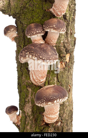 Frische Shiitake-Pilze wachsen auf einem Baum auf weißem Hintergrund Stockfoto