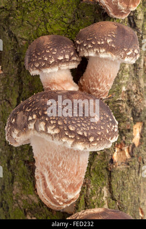 Frische Shiitake-Pilze wachsen auf einem Baum Nahaufnahme full-frame Stockfoto