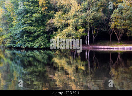 Stockenten Pike See in Wald des Dekans, Gloucestershire, UK Stockfoto