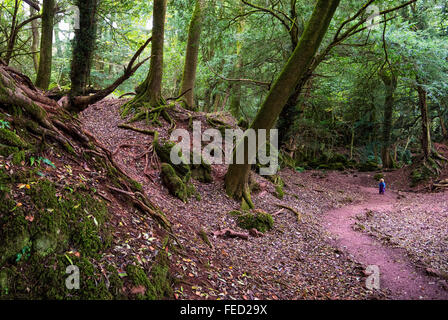 PuzzleWood, eine alte bewaldeten Gelände und touristische Attraktion in Wald des Dekans, Gloucestershire, UK Stockfoto