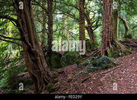 PuzzleWood, eine alte bewaldeten Gelände und touristische Attraktion in Wald des Dekans, Gloucestershire, UK Stockfoto