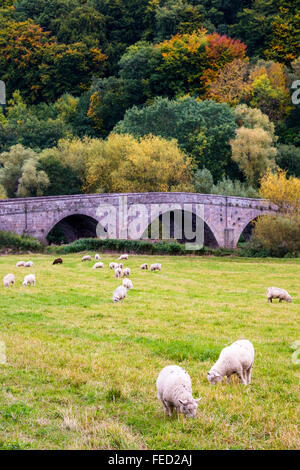 Wald des Dekans, Gloucestershire, UK Stockfoto