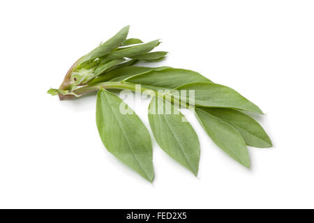 Frische Erbstück Broadbean hinterlässt auf weißem Hintergrund Stockfoto