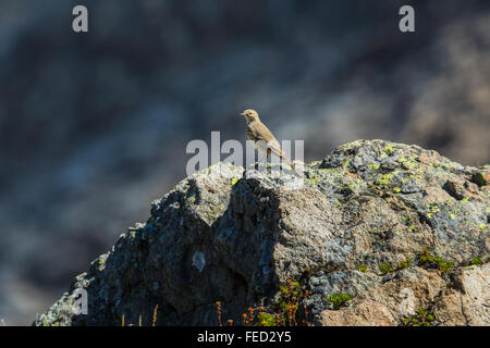 Amerikanische Pieper, Anthus Rubescens, entlang Ptarmigan Ridge Trail, Mount Baker – Snoqualmie National Forest, Washington State, USA Stockfoto