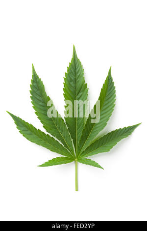 Einzelnes Blatt von Marihuana auf weißem Hintergrund Stockfoto
