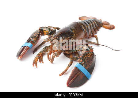 Einzelne frische lebende Hummer auf weißem Hintergrund Stockfoto
