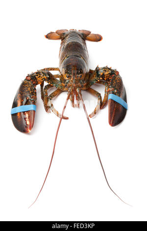 Frische lebende Hummer auf weißem Hintergrund Stockfoto