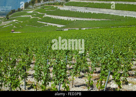 Yvorne, Region Lavaux Weinberge und Château Maison Blanche, Schweiz. Stockfoto