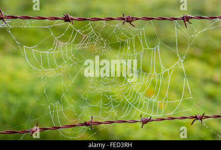 Tau auf einem Spider Web, Grasmere, Cumbria, UK Stockfoto