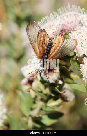 Garten Acraea (Acraea Horta) Schmetterling, Cape Town, Südafrika Stockfoto