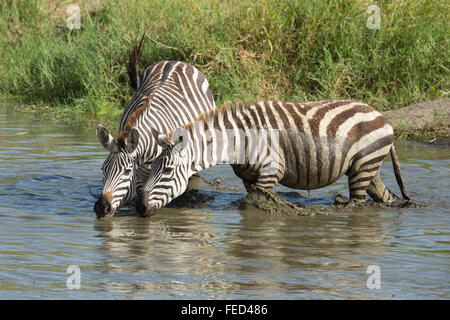 Ebenen Zebra trinken vom Fluss Seronera in der Serengeti Nationalpark, Tansania Stockfoto