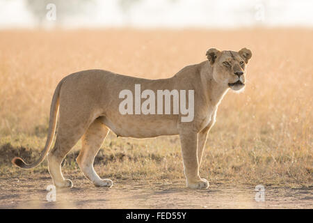 African Lion Serengeti Nationalpark, Tansania Stockfoto