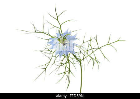 Blaue Blume Nigella auf weißem Hintergrund Stockfoto