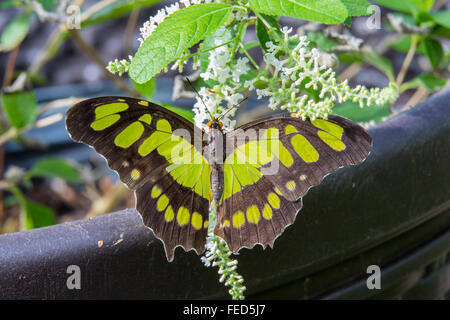 Nahaufnahme der Malachit Schmetterling Siproeta Stelenes auf einer Blume bei The Butterfly Estates in Fort Myers Florida Stockfoto