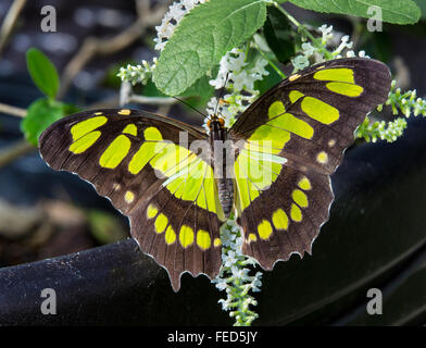 Nahaufnahme der Malachit Schmetterling Siproeta Stelenes auf einer Blume bei The Butterfly Estates in Fort Myers Florida Stockfoto