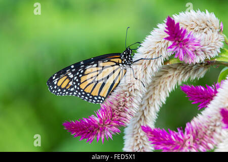 Nahaufnahme der Monarchfalter Danaus Plexippus auf einer Blume bei The Butterfly Estates in Fort Myers Florida Stockfoto