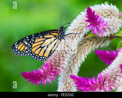 Nahaufnahme der Monarchfalter Danaus Plexippus auf einer Blume bei The Butterfly Estates in Fort Myers Florida Stockfoto
