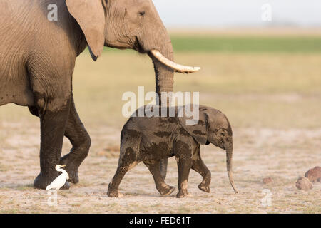 Afrikanische Elefanten Amboseli Nationalpark Kenia Stockfoto