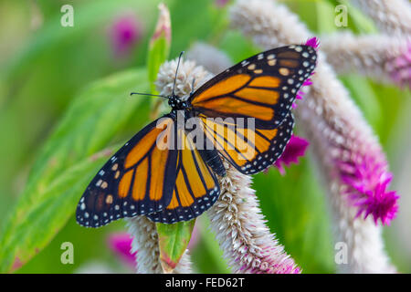 Nahaufnahme der Monarchfalter Danaus Plexippus auf einer Blume bei The Butterfly Estates in Fort Myers Florida Stockfoto