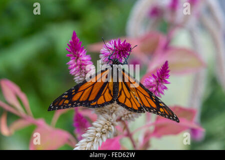 Nahaufnahme der Monarchfalter Danaus Plexippus auf einer Blume bei The Butterfly Estates in Fort Myers Florida Stockfoto