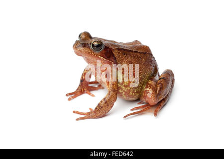 Seitenansicht von einem einzigen braunen Grasfrosch auf weißem Hintergrund Stockfoto
