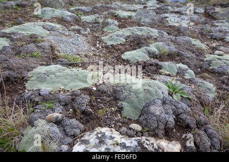 Flechten Sie auf den Felsen in Neuseeland Stockfoto