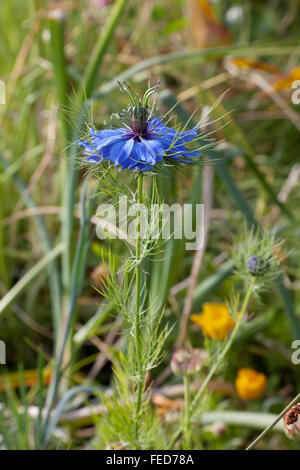 Nigella Blume schließen sich im freien Stockfoto