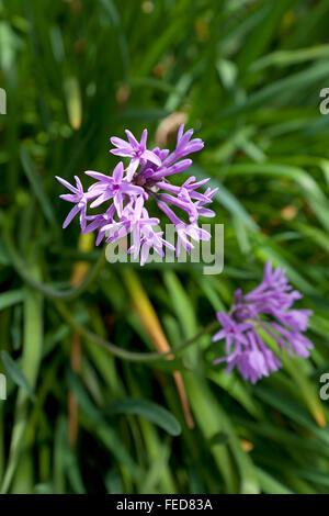 Frische blühende Gesellschaft Knoblauch Stockfoto