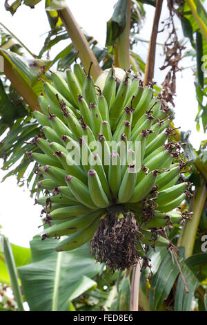 Junge grüne Bananen an einem Baum Stockfoto