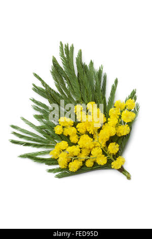 Corsage von frischen Mimosen Blüten auf weißem Hintergrund Stockfoto